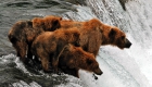 09 Spring grizzly sow and cubs
